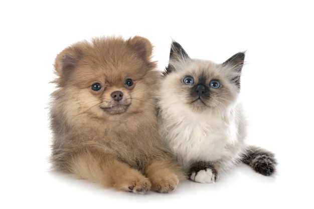Comme chiens et chats